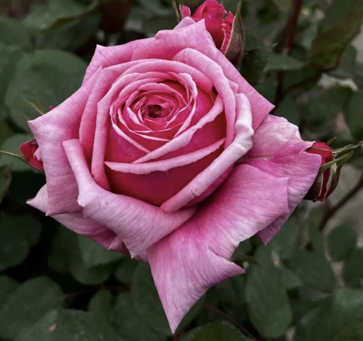 hoa hồng yua hoa hồng yua