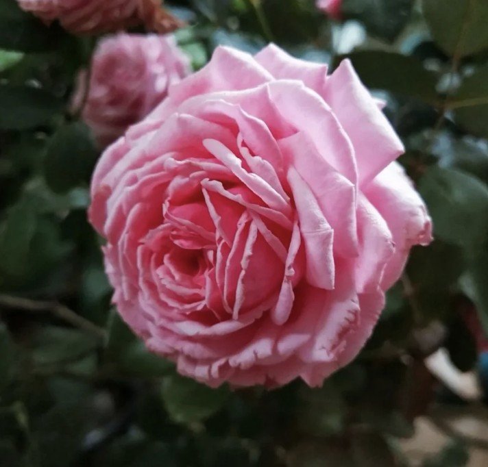 hoa hồng yua hoa hồng yua