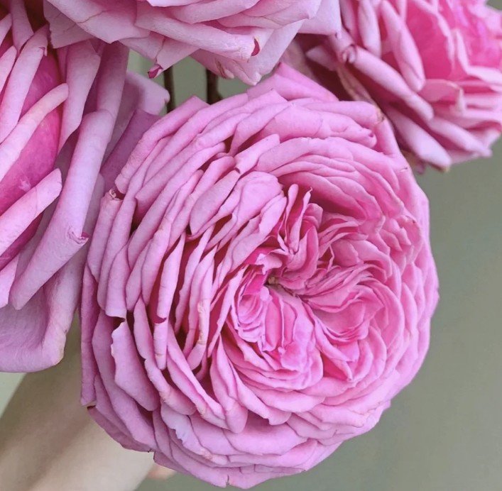 hoa hồng yua hoa hồng yua