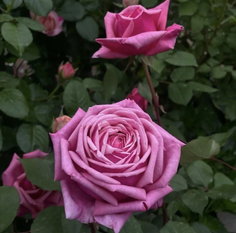 hoa hồng yua hoa hồng yua