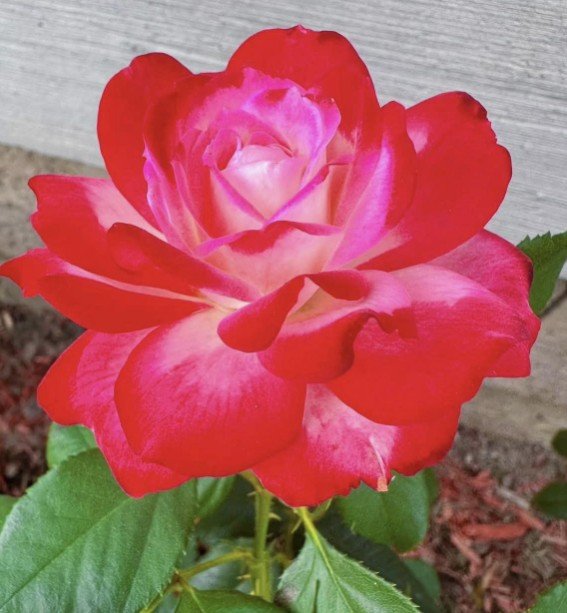 hoa hồng cherry parfait hoa hồng cherry parfait