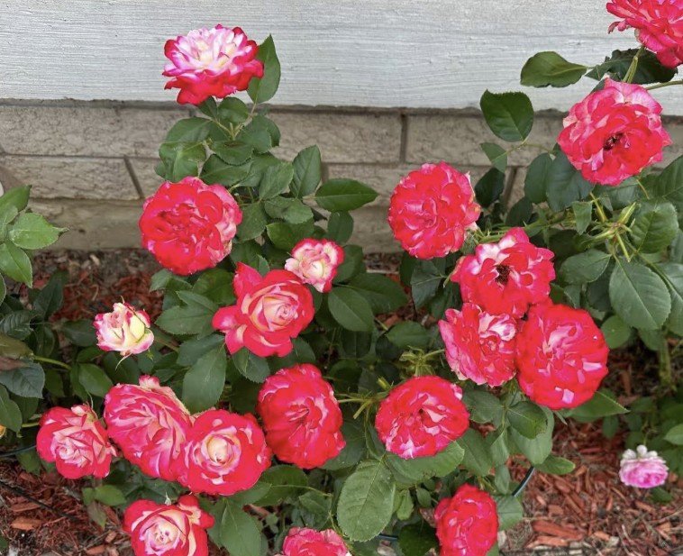 hoa hồng cherry parfait hoa hồng cherry parfait