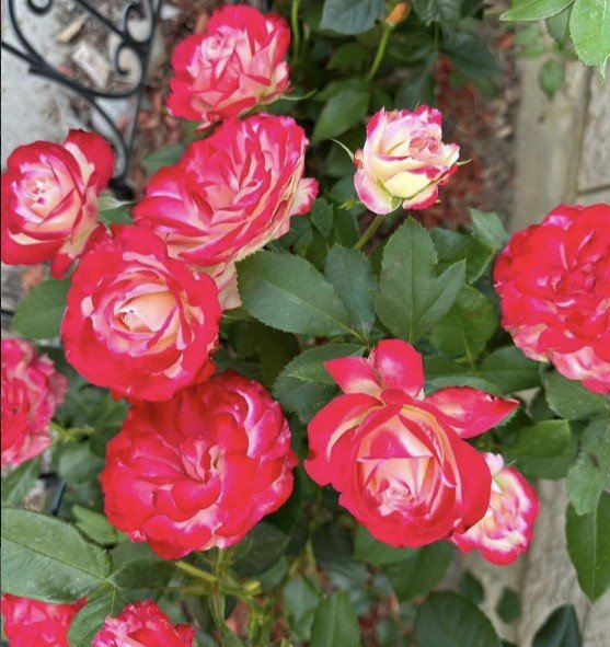 hoa hồng cherry parfait hoa hồng cherry parfait