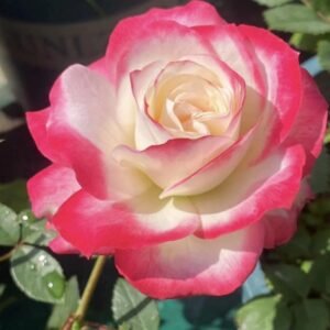 hoa hồng cherry parfait