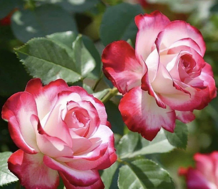 hoa hồng cherry parfait hoa hồng cherry parfait