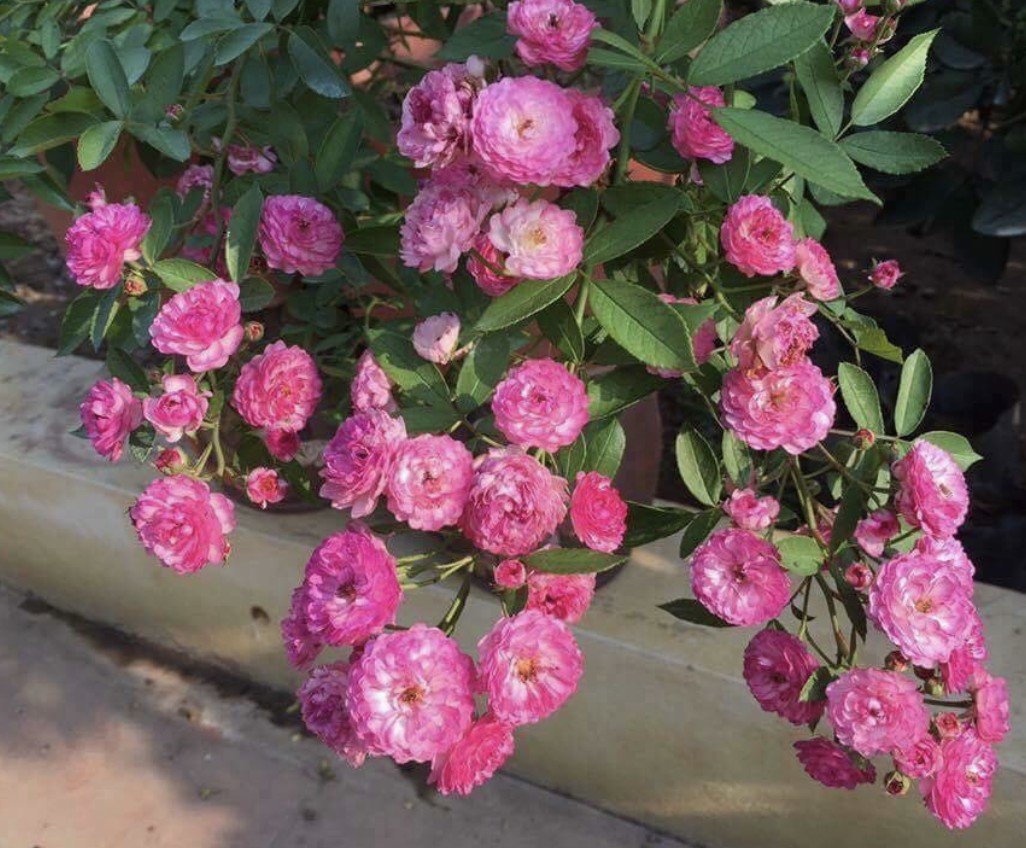 hoa hồng chùm vineyard song hoa hồng chùm vineyard song