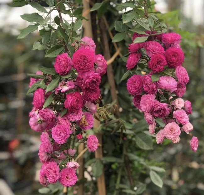 hoa hồng chùm vineyard song hoa hồng chùm vineyard song