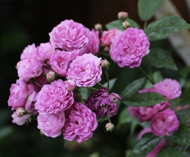 hoa hồng chùm vineyard song hoa hồng chùm vineyard song