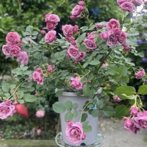 hoa hồng chùm aoi