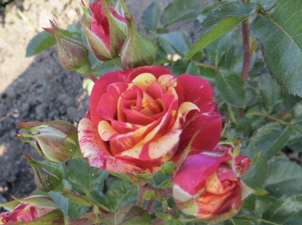 hoa hồng chùm fire flash hoa hồng chùm fire flash