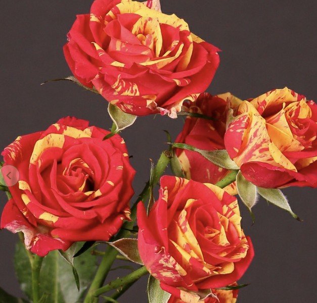 hoa hồng chùm fire flash hoa hồng chùm fire flash