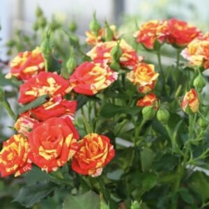 hoa hồng chùm fire flash