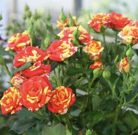 hoa hồng chùm fire flash hoa hồng chùm fire flash