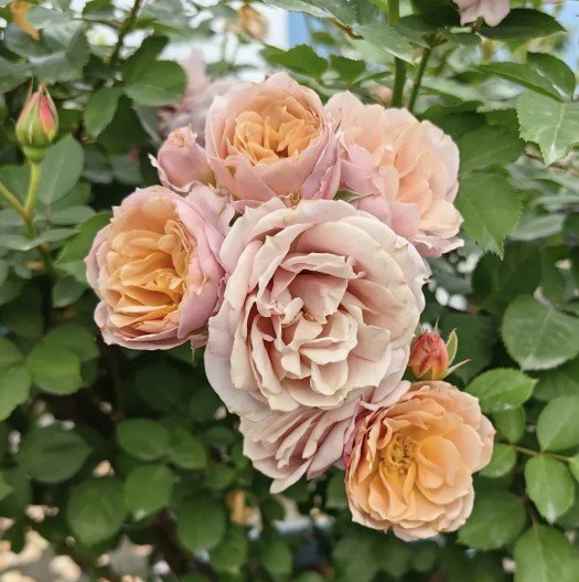 hoa hồng chùm lori hoa hồng chùm lori