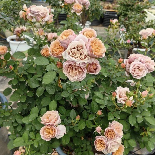 hoa hồng chùm lori hoa hồng chùm lori