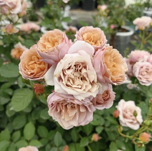 hoa hồng chùm lori hoa hồng chùm lori