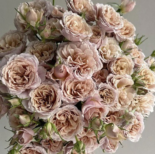 hoa hồng chùm lori hoa hồng chùm lori