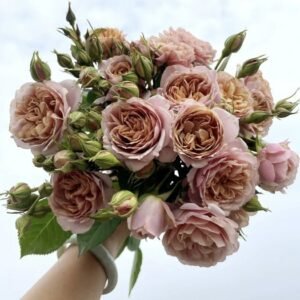 hoa hồng chùm lori