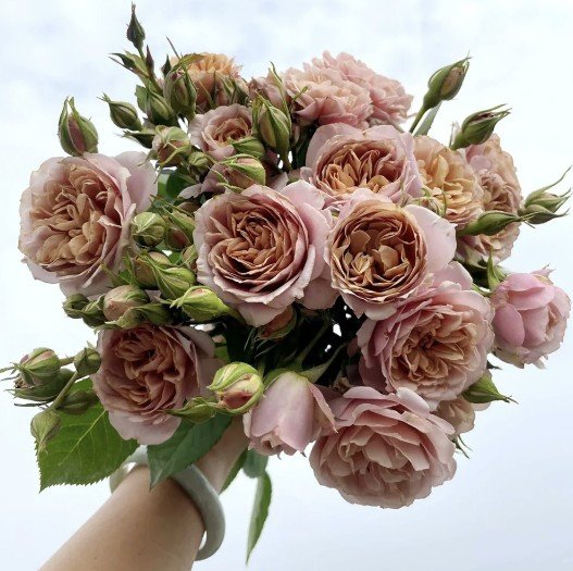 hoa hồng chùm lori hoa hồng chùm lori