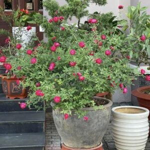 hoa hồng cổ huế