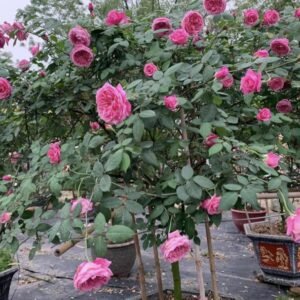 hoa hồng cổ sapa