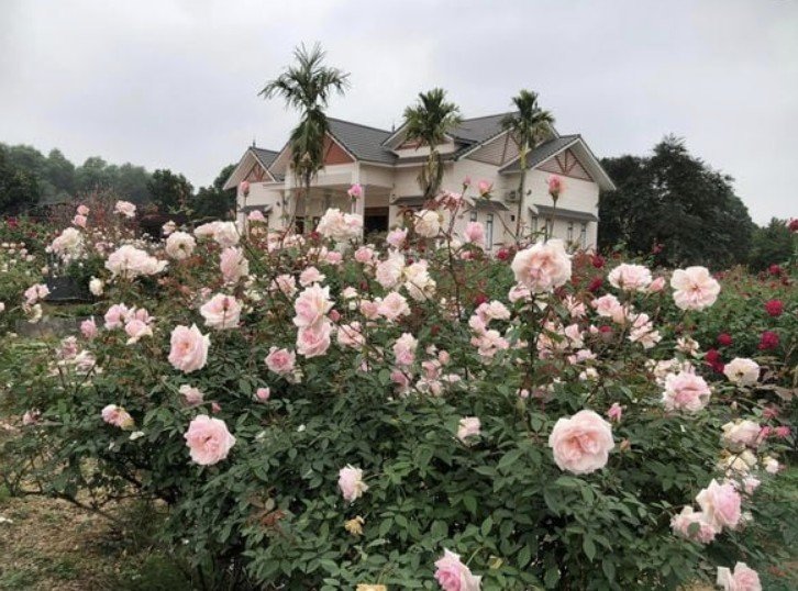 hoa hồng Đào cổ hoa hồng Đào cổ