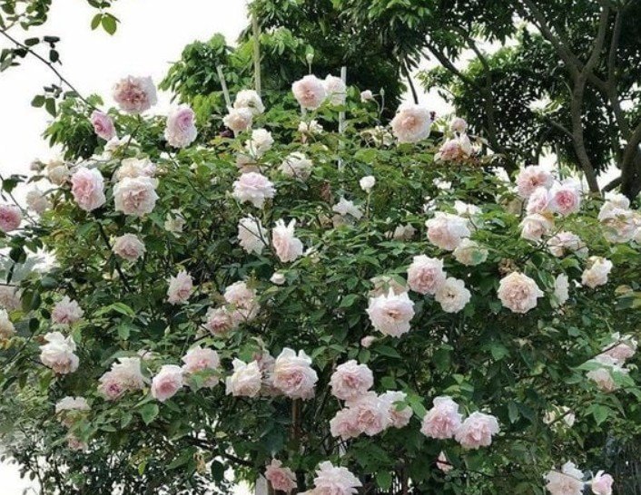 hoa hồng Đào cổ hoa hồng Đào cổ