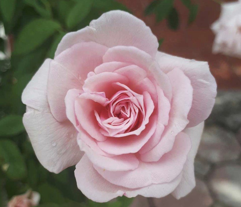 hoa hồng Đào cổ hoa hồng Đào cổ