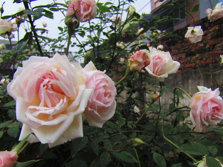 hoa hồng Đào cổ hoa hồng Đào cổ