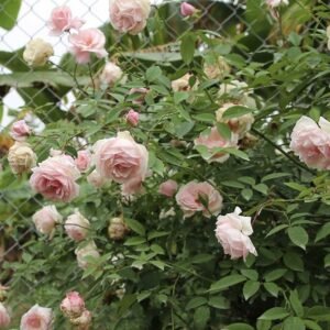 hoa hồng Đào cổ