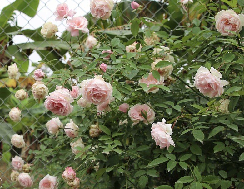 hoa hồng Đào cổ hoa hồng Đào cổ