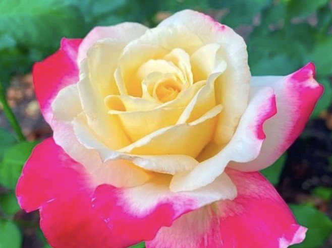 hoa hồng double delight hoa hồng double delight