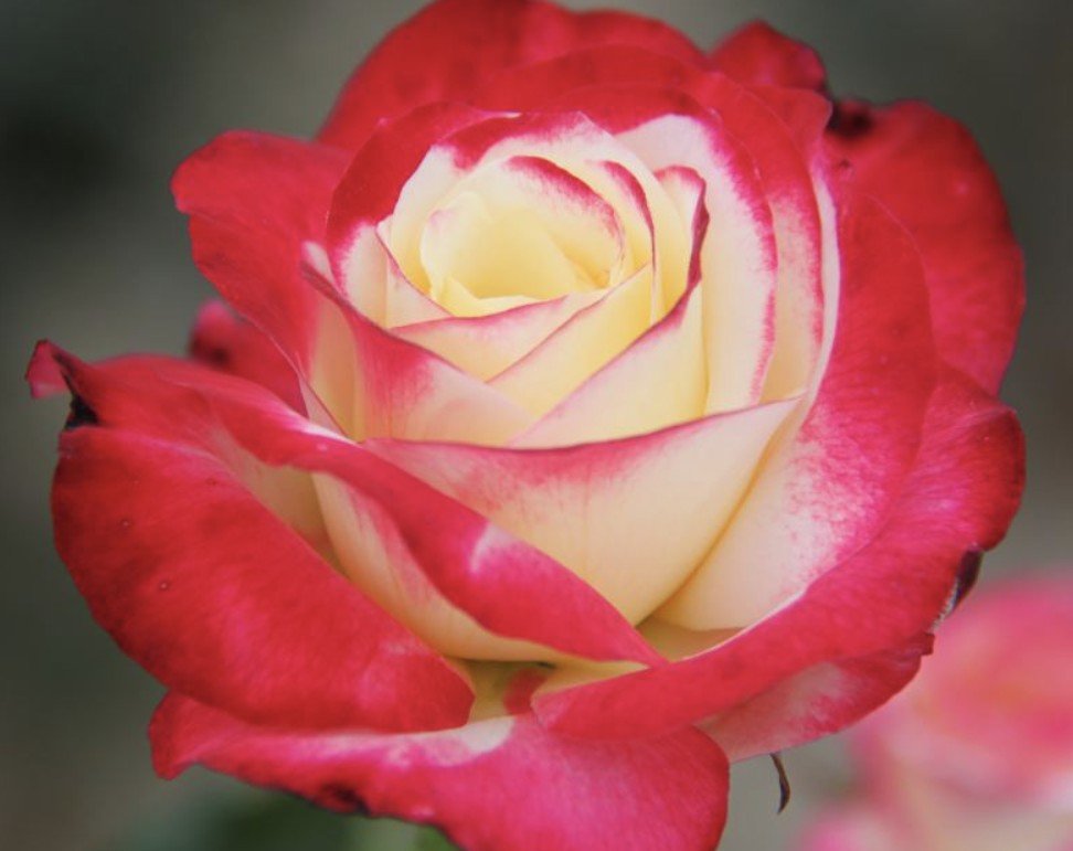 hoa hồng double delight hoa hồng double delight