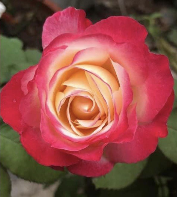 hoa hồng double delight hoa hồng double delight