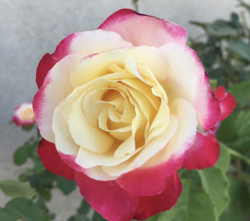 hoa hồng double delight hoa hồng double delight