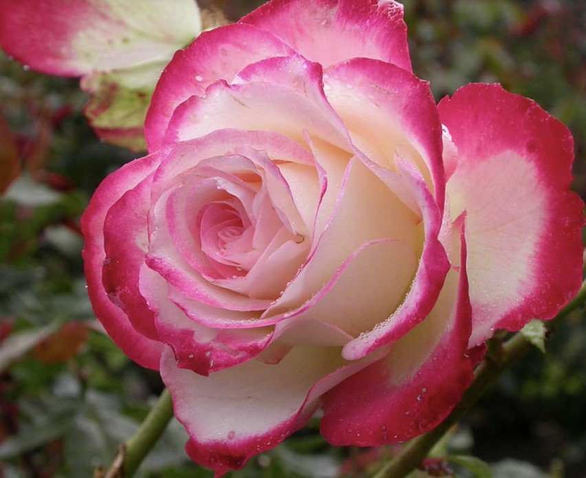 hoa hồng double delight hoa hồng double delight