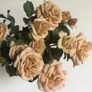 hoa hồng honey dijon