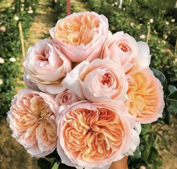 hoa hồng juliet hoa hồng juliet