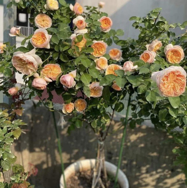 hoa hồng juliet hoa hồng juliet