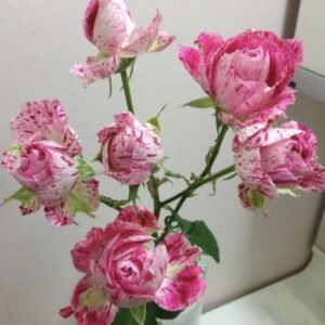 hoa hồng lady candle