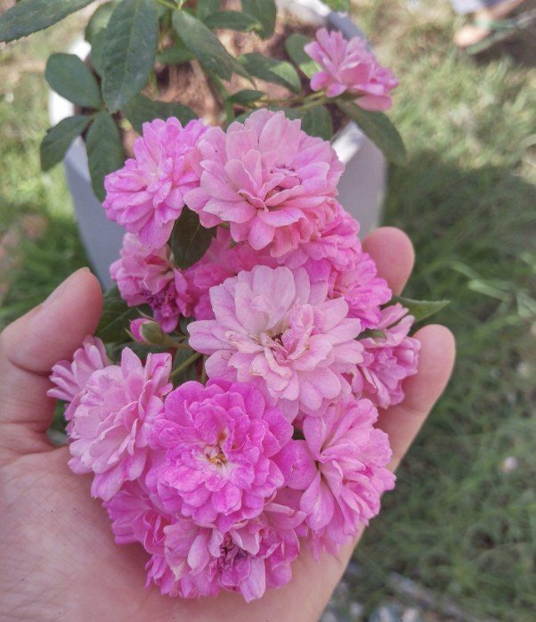 hoa hồng leo chùm pink bell hoa hồng leo chùm pink bell