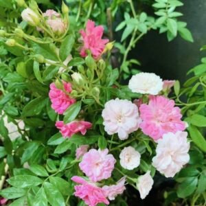 hoa hồng leo chùm pink bell