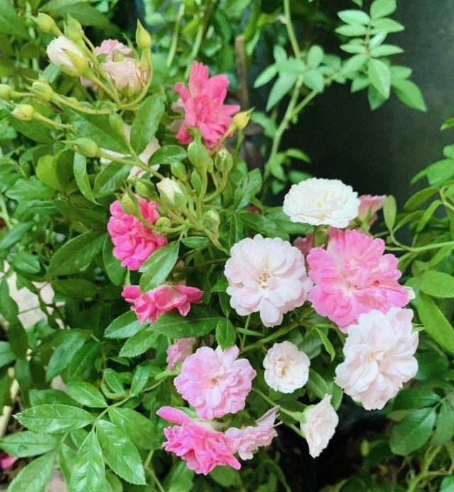 hoa hồng leo chùm pink bell hoa hồng leo chùm pink bell