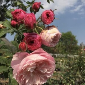 hoa hồng leo constance