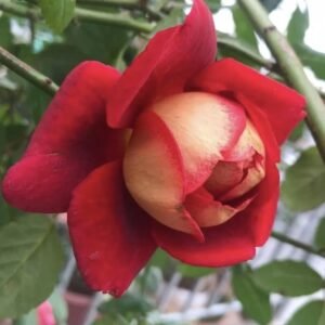 Home hoa hồng leo đỏ docteurs massad