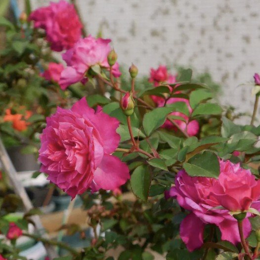 hoa hồng leo evor’s hoa hồng leo evor’s