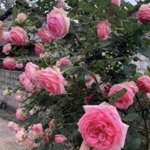 hoa hồng leo first lady