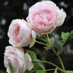 hoa hồng leo heritage