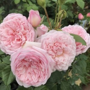 hoa hồng leo hồng st. ethelburga