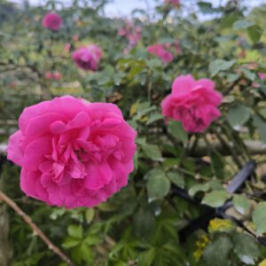 hoa hồng leo me isaac pereire